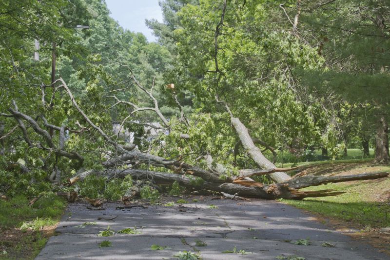 Fallen Tree Blocking Roadway