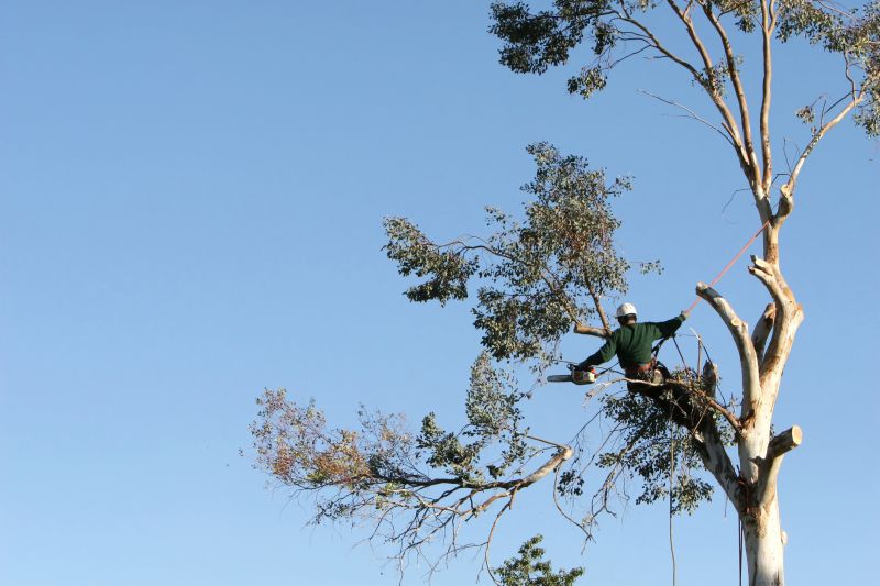 Arborist Pruning