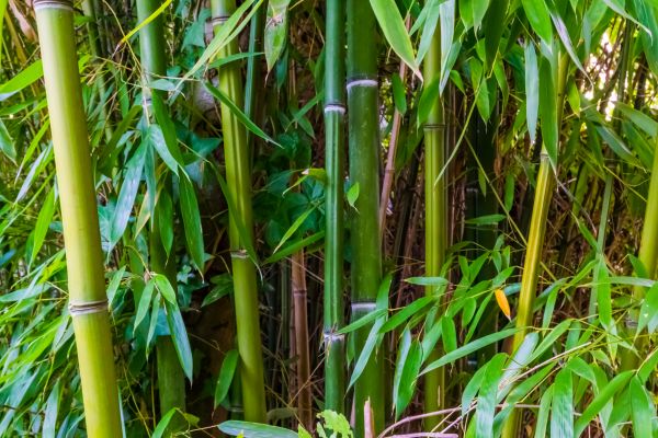 Bamboo Trimming in Buckeye