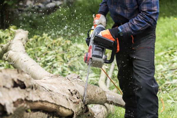 Branch Removal Service in Buckeye