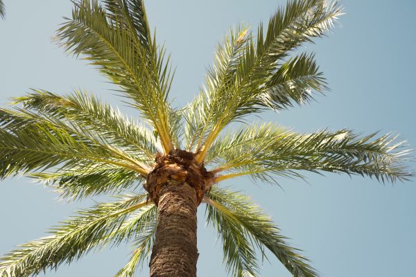 Palm Tree Pruning in Buckeye