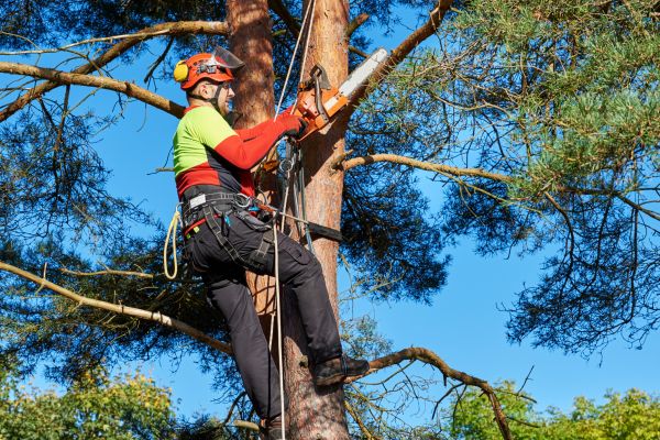 Cost of Tree Service in Buckeye