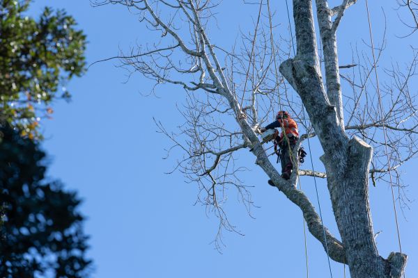Tree Topping Service in Buckeye