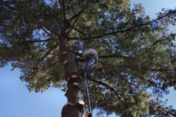 Trimming Service in Buckeye