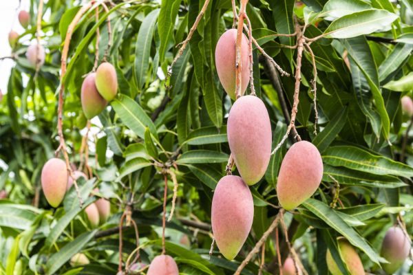 Mango Tree Trimming in Buckeye