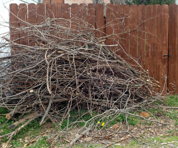 Dead Branch Removal in Buckeye