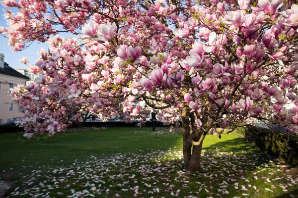 Ornamental Tree Pruning in Buckeye