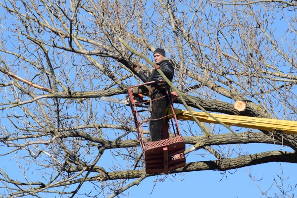 Emergency Tree Trimming in Buckeye