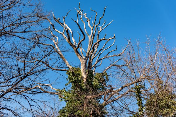Deadwood Removal in Buckeye