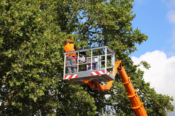 Cost of Commercial Tree Service in Buckeye