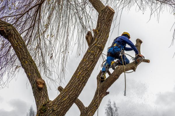 Tree Maintenance Service in Buckeye