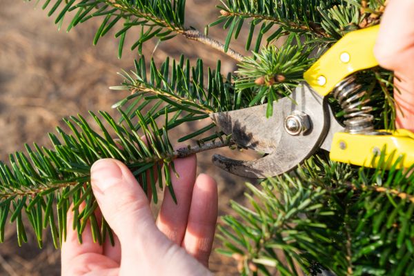 Pine Tree Pruning in Buckeye