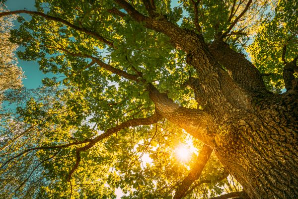 Oak Tree Pruning in Buckeye
