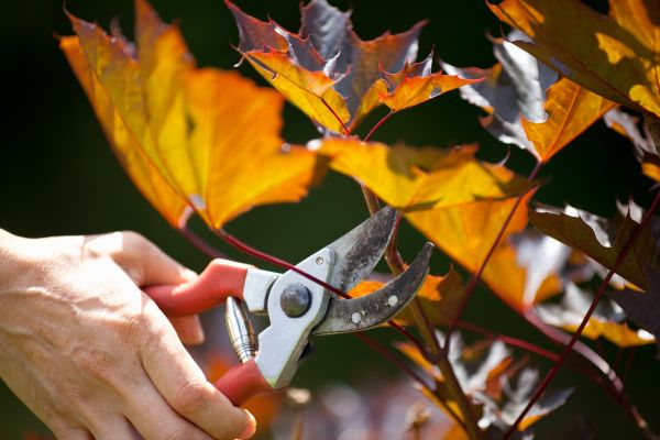 Maple Tree Pruning in Buckeye