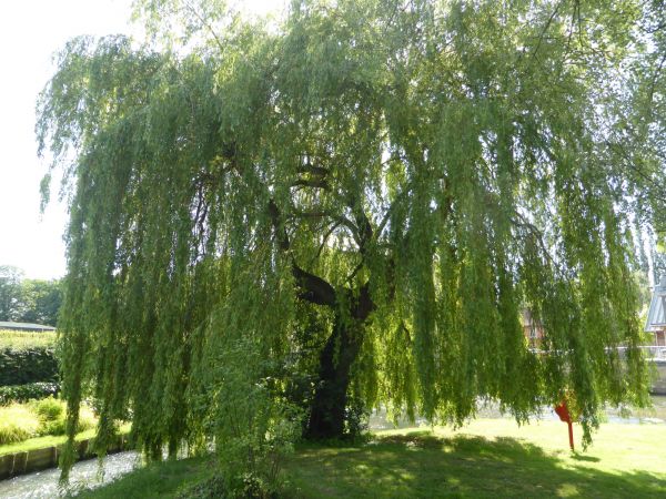 Willow Tree Trimming in Buckeye