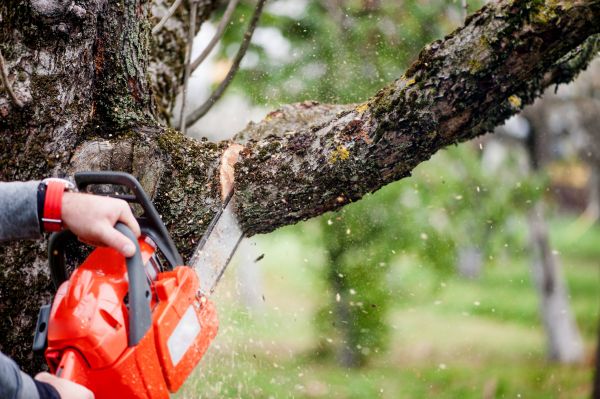 Tree Limbs Removal in Buckeye