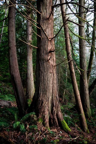 Cedar Tree Trimming in Buckeye