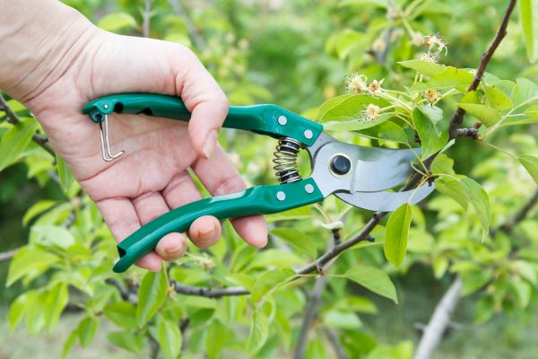 Pear Tree Pruning in Buckeye