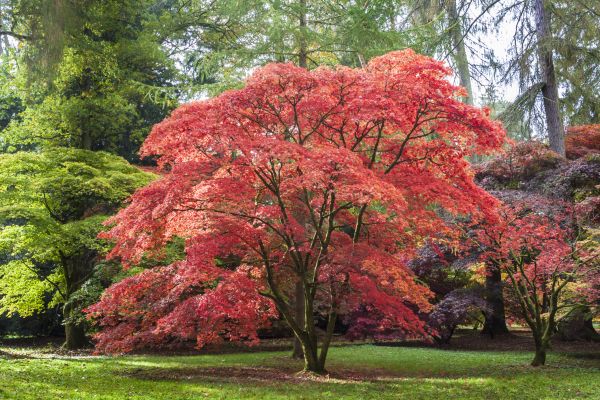 Japanese Maple Pruning in Buckeye