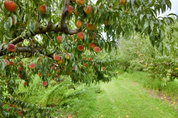 Peach Tree Pruning in Buckeye