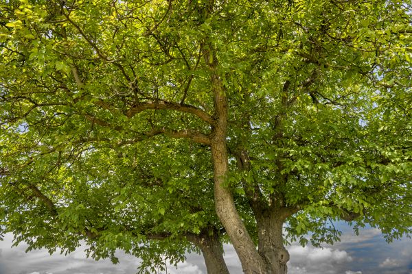 Walnut Tree Trimming in Buckeye
