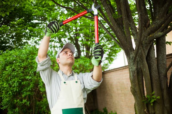 Tree Limb Pruning in Buckeye