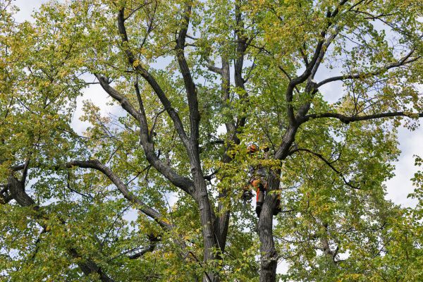 Tree Crown Shaping in Buckeye