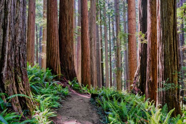 Redwood Tree Trimming in Buckeye