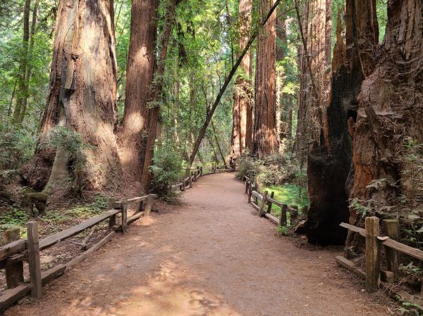 Redwood Tree Pruning in Buckeye