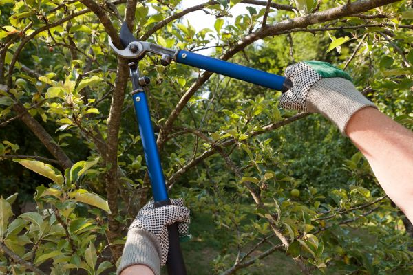 Residential Tree Pruning in Buckeye