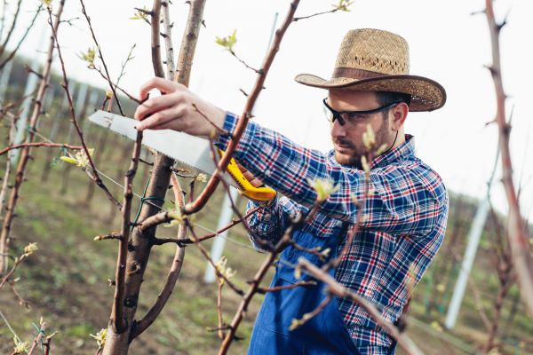 Orchard Tree Pruning in Buckeye