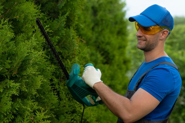 Tree Shaping Service in Buckeye