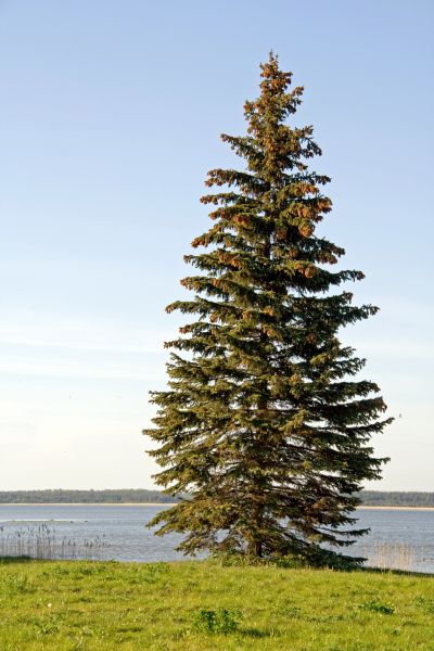 Spruce Tree Pruning in Buckeye
