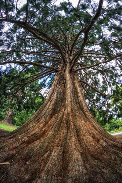 Cedar Tree Pruning in Buckeye