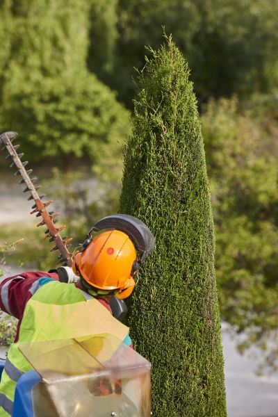 Cypress Tree Trimming in Buckeye