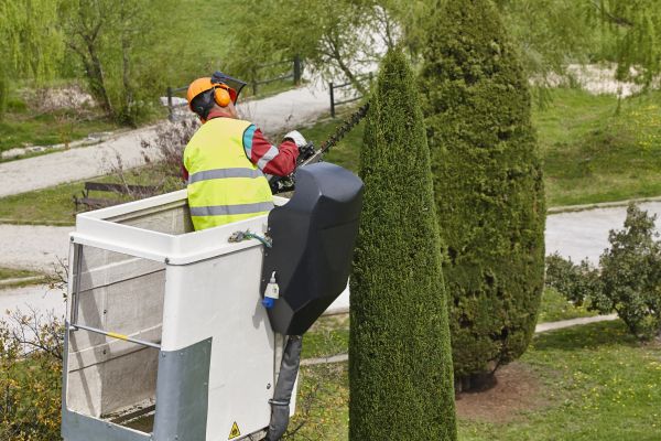 Cypress Tree Pruning in Buckeye