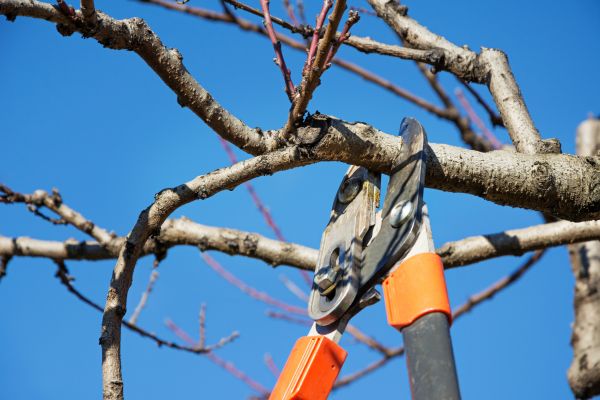 Peach Tree Trimming in Buckeye