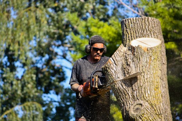 Ash Tree Pruning in Buckeye