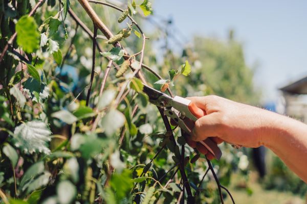 Birch Tree Pruning in Buckeye