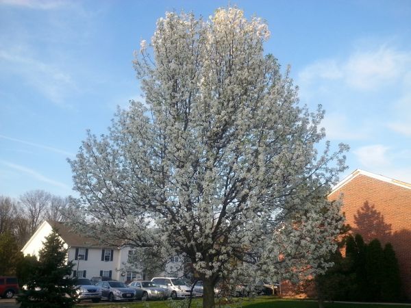 Bradford Pear Tree Pruning in Buckeye