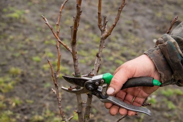 Pear Trees Pruning in Buckeye