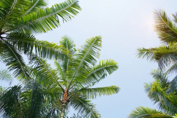 Queen Palm Tree Trimming in Buckeye