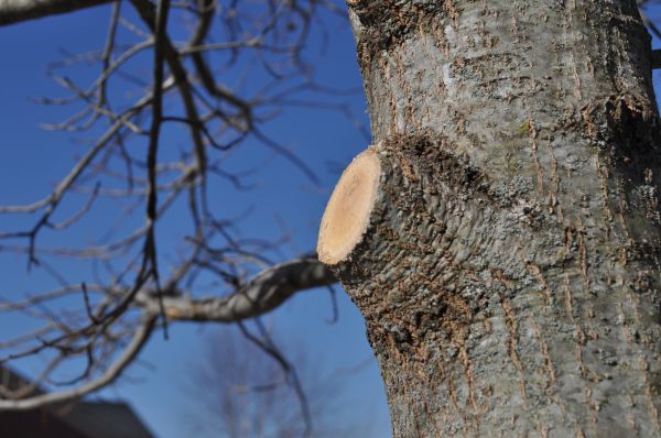 Limb Pruning in Buckeye