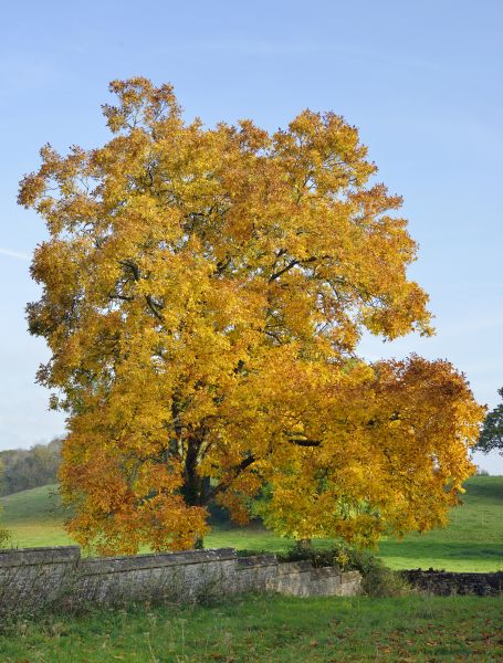 Hickory Tree Trimming in Buckeye