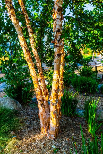 River Birch Trimming in Buckeye