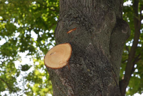 Limb Cutting in Buckeye