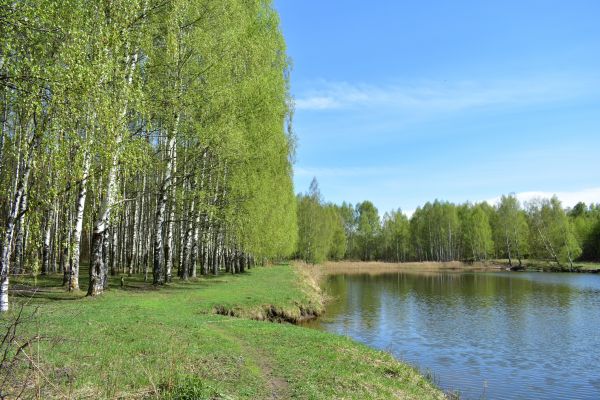 River Birch Pruning in Buckeye