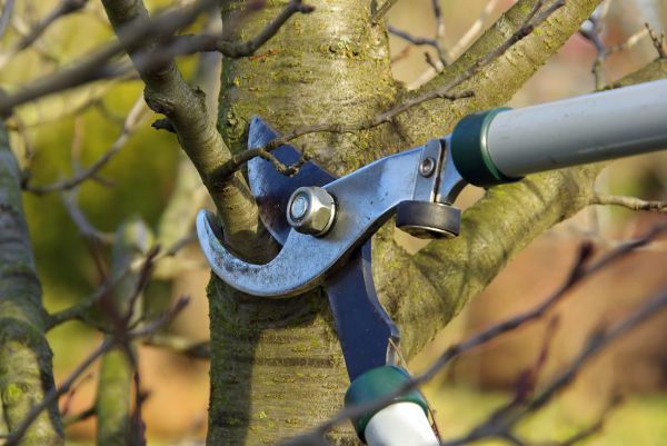 Tree Limb Trimming Service in Buckeye