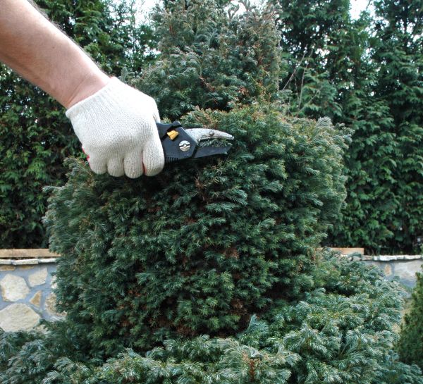 Ornamental Tree Trimming in Buckeye