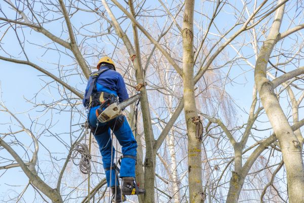 Large Tree Trimming in Buckeye